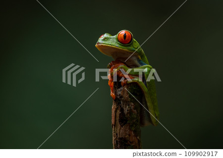 Red-eyed Tree Frog in Costa Rica  109902917