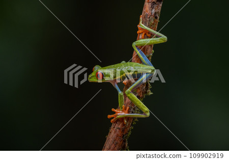 Red-eyed Tree Frog in Costa Rica  109902919