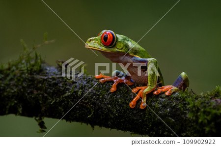 Red-eyed Tree Frog in Costa Rica  109902922
