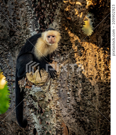 White-faced Capuchin Monkey in Costa Rica  109902923