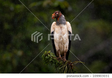 King Vulture in Costa Rica King Vulture in Costa Rica 109903031