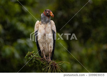King Vulture in Costa Rica  109903033
