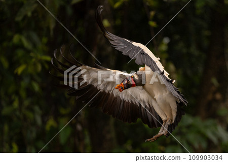 King Vulture in Costa Rica  109903034