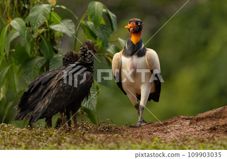 King Vulture in Costa Rica King Vulture in Costa Rica 109903035