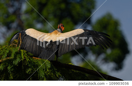 King Vulture in Costa Rica  109903036