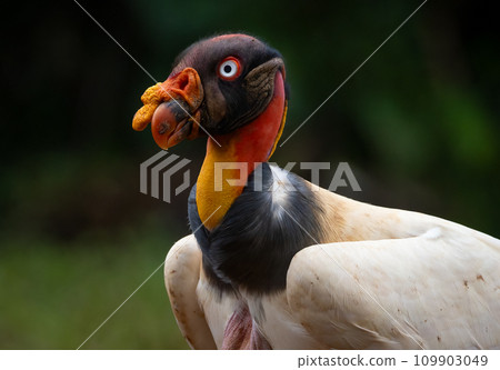 King Vulture in Costa Rica King Vulture in Costa Rica 109903049