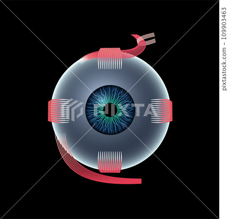 Extraocular muscles anatomy Extraocular muscles anatomy 109903463