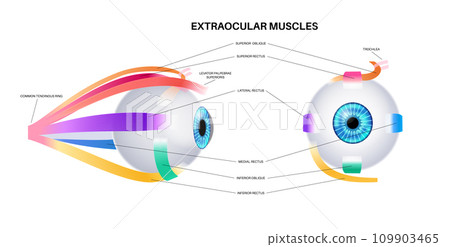 Extraocular muscles anatomy Extraocular muscles anatomy 109903465