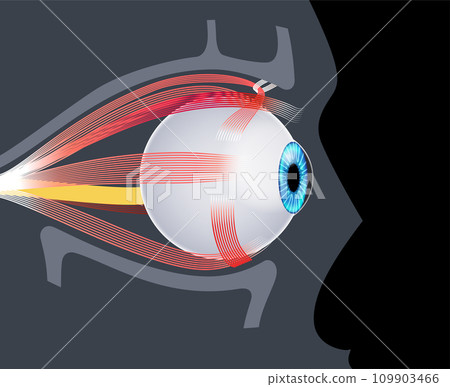 Extraocular muscles anatomy 109903466