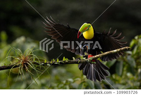 Keel-billed Toucan in the Rainforest of Costa Rica Keel-billed Toucan in the Rainforest of Costa Rica 109903726