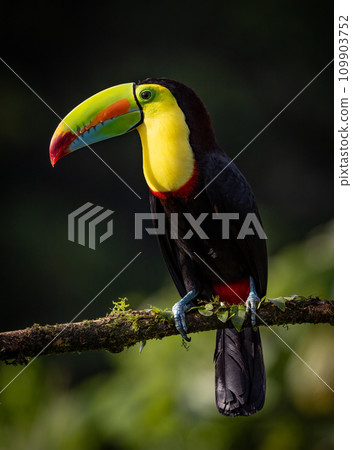 Keel-billed Toucan in the Rainforest of Costa Rica Keel-billed Toucan in the Rainforest of Costa Rica 109903752