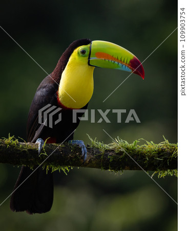 Keel-billed Toucan in the Rainforest of Costa Rica Keel-billed Toucan in the Rainforest of Costa Rica 109903754