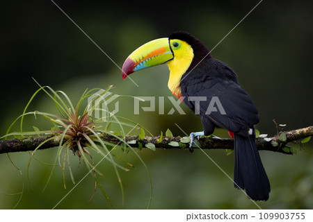 Keel-billed Toucan in the Rainforest of Costa Rica  109903755