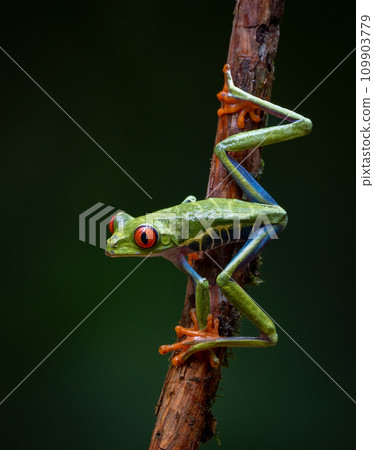 Red-eyed Tree Frog in Costa Rica  109903779