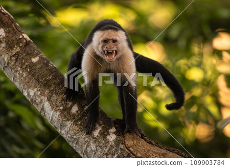 White-faced Capuchin Monkey in Costa Rica  109903784