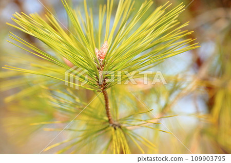 Pine leaves Pine leaves 109903795