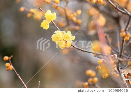 flower of wintersweet flower of wintersweet 109904026