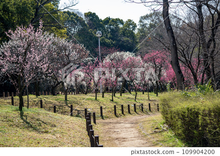 春天的公園,紅梅盛開 春天的公園,紅梅盛開 109904200