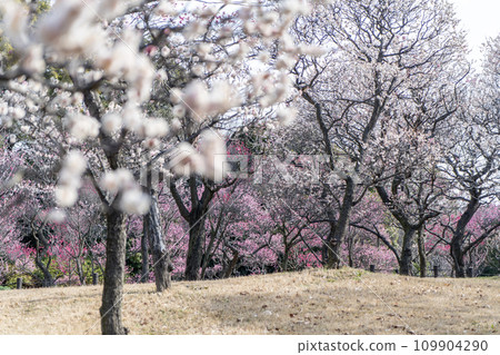 早春梅林裡的梅花盛開 早春梅林裡的梅花盛開 109904290