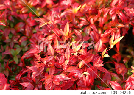 Otahuku Nanten紅葉 109904296