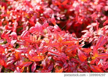 Otahuku Nanten紅葉 109904297