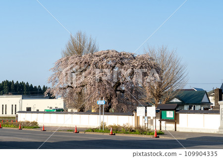 法喜寺的垂枝櫻花盛開 法喜寺的垂枝櫻花盛開 109904335
