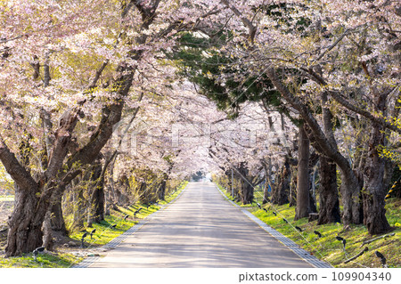 Beautiful cherry blossom tunnel at the Matsumae domain Hekirichi Jinya ruins Beautiful cherry blossom tunnel at the Matsumae domain Hekirichi Jinya ruins 109904340