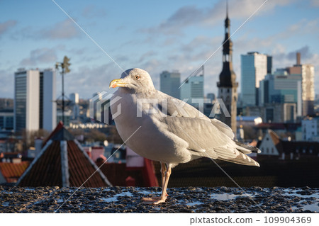 Sea gull on an observation deck of old Tallinn. Seagull against the panoramic view of the old town of Tallinn, Estonia. 109904369