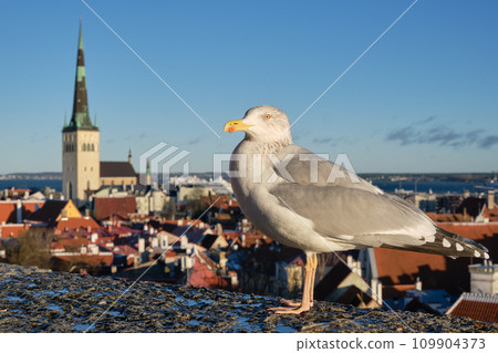 Sea gull against the panoramic view of old town Tallinn, Estonia. 109904373