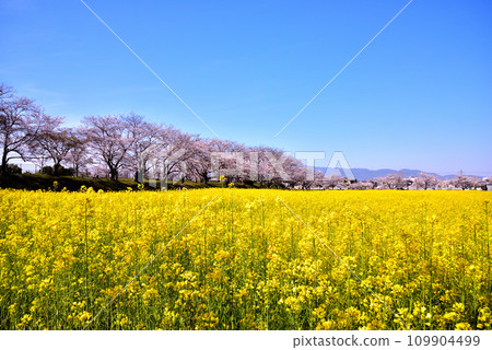 Cherry blossoms and rape blossoms at Fujiwara shrine site in Nara prefecture 109904499