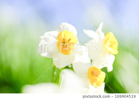 明亮的白色水仙花在春天綻放 109904519