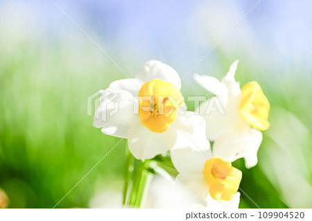 明亮的白色水仙花在春天綻放 109904520