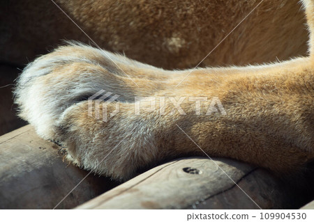 lion's protection lion's protection 109904530