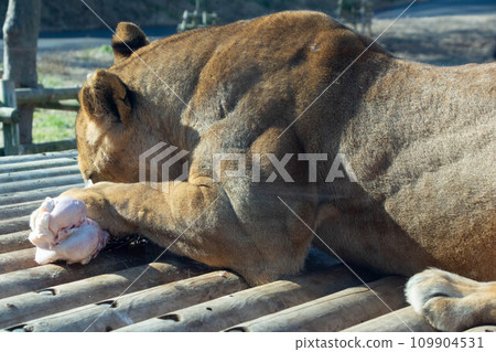 獅子咬骨頭 獅子咬骨頭 109904531