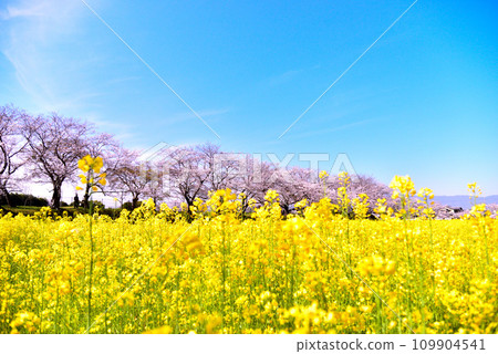Cherry blossoms and rape blossoms at Fujiwara shrine site in Nara prefecture 109904541