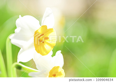 明媚的春天白色的水仙花 明媚的春天白色的水仙花 109904634