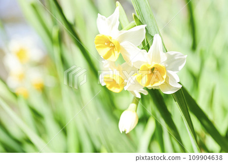 bright spring white daffodils bright spring white daffodils 109904638