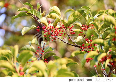 Kurobane-nemo no ye nut 109904692