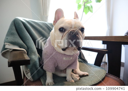 法國鬥牛犬穿衣服很好看 109904741