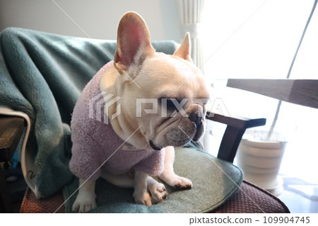 French bulldogs look good in clothes French bulldogs look good in clothes 109904745