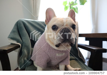 French bulldogs look good in clothes French bulldogs look good in clothes 109904757