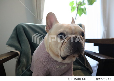 French bulldogs look good in clothes French bulldogs look good in clothes 109904758
