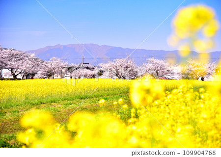 Cherry blossoms and rape blossoms at Fujiwara shrine site in Nara prefecture 109904768