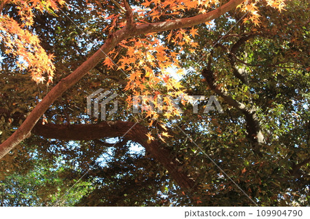 I walked in Kinuta Park 109904790