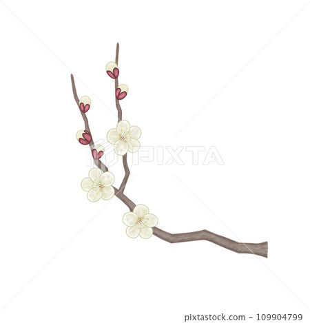 春天盛開的白梅花插畫 109904799
