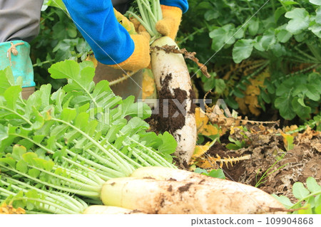 蘿蔔收穫藍色脖子蘿蔔收穫 109904868