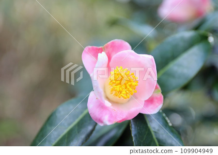 Camellia blooming beautifully in the new spring 109904949