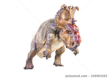 Pachyrhinosaurus dinosaur on isolated background Pachyrhinosaurus dinosaur on isolated background 109905085