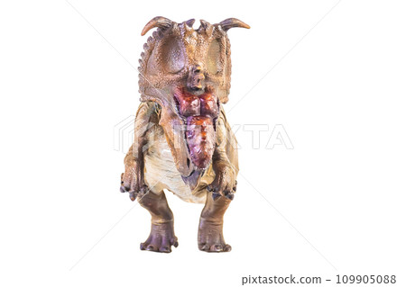 Pachyrhinosaurus dinosaur on isolated background 109905088