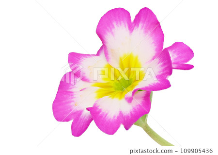 [報春花朱利安]（深度構圖） 109905436